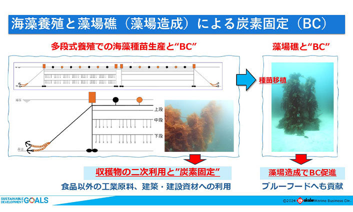 海藻養殖と（藻場造成）による炭素固定（BC）